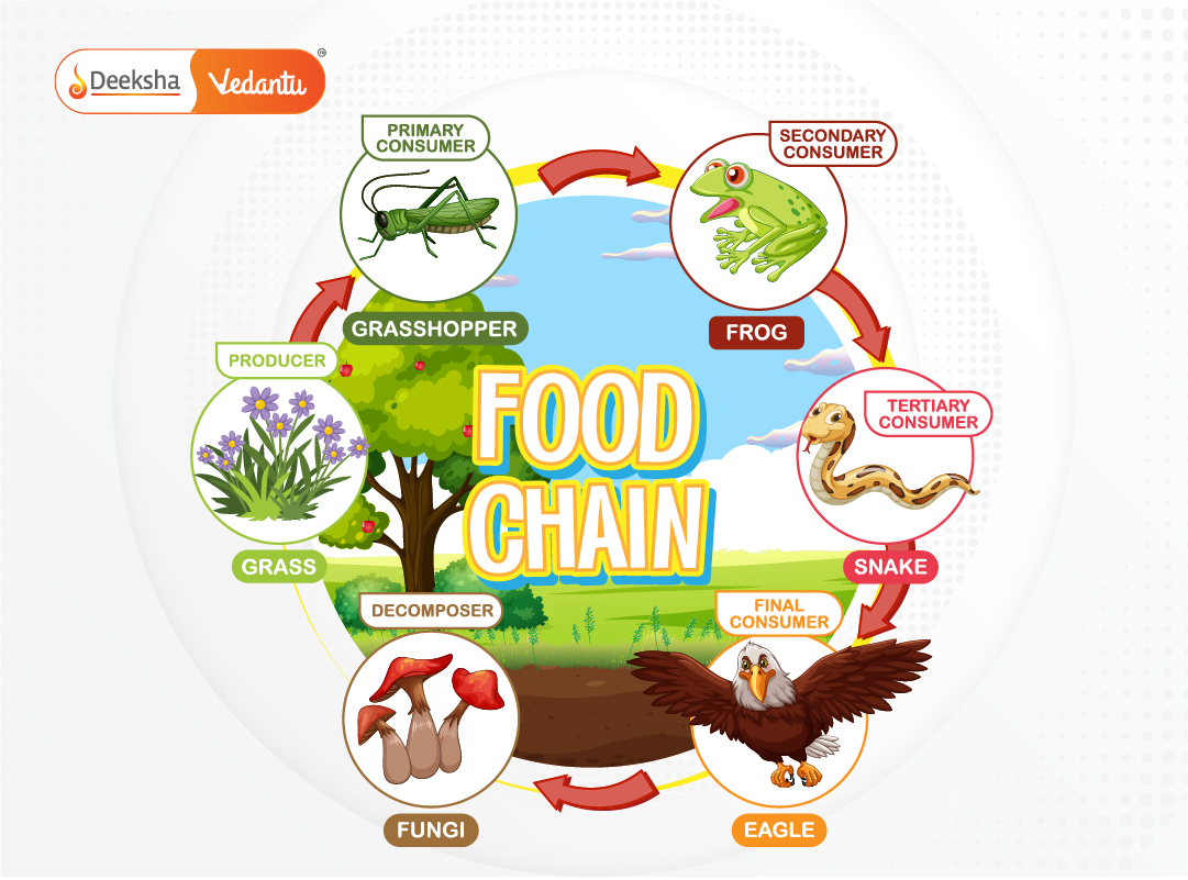 Web diagram showing overlapping food chains with arrows representing energy flow.
