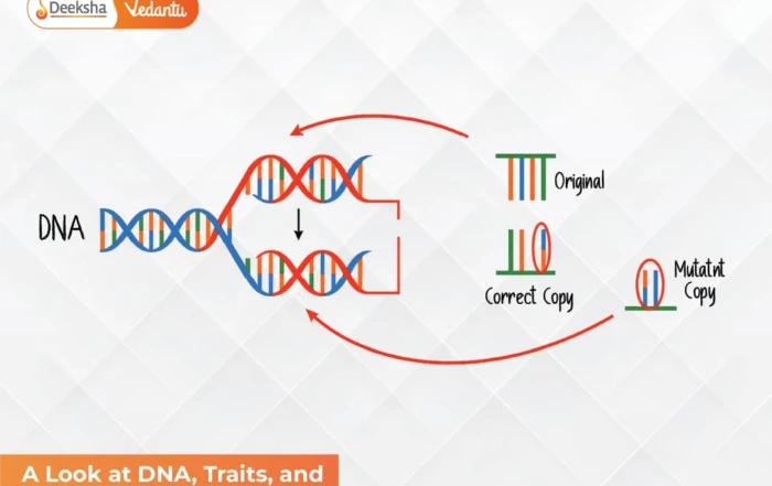 A Look at DNA, Traits, and Variation