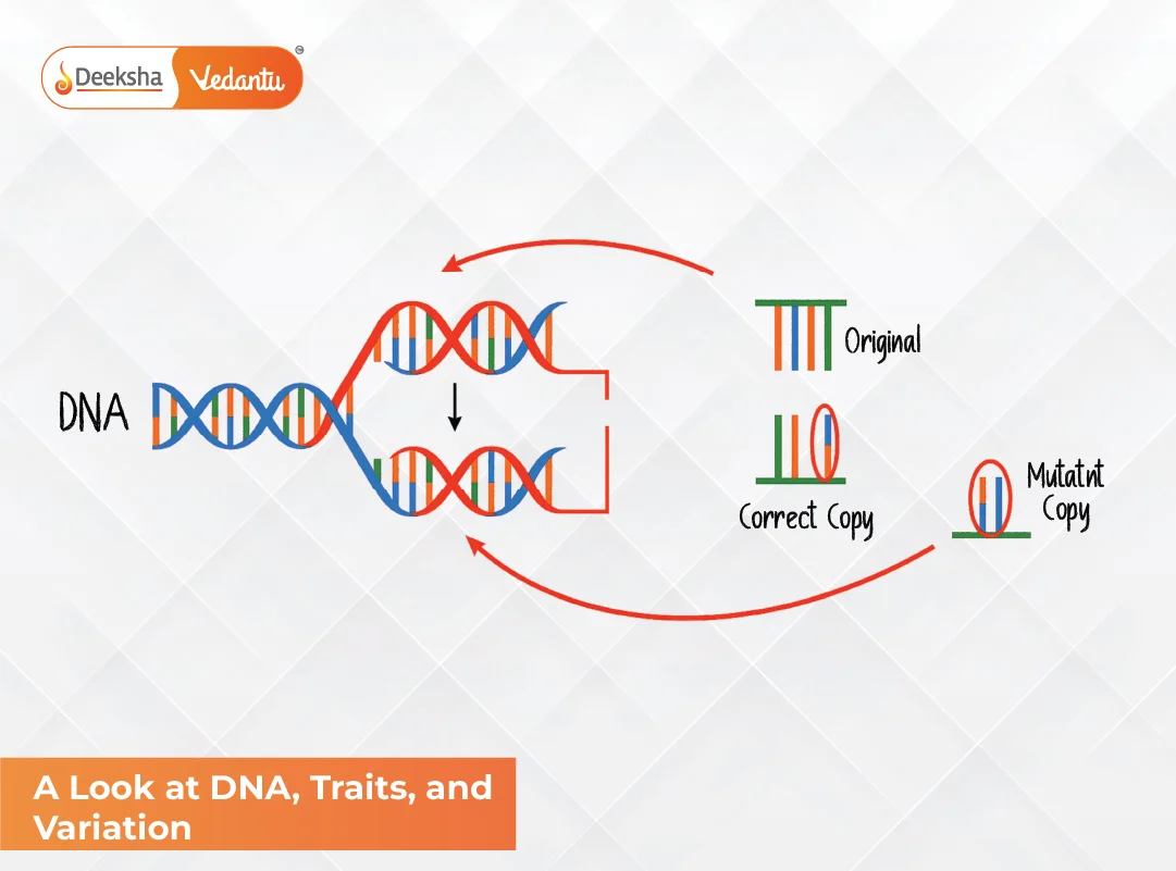 A Look at DNA, Traits, and Variation A Look at DNA, Traits, and Variation