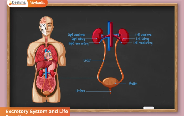 Excretory System and Life Functions