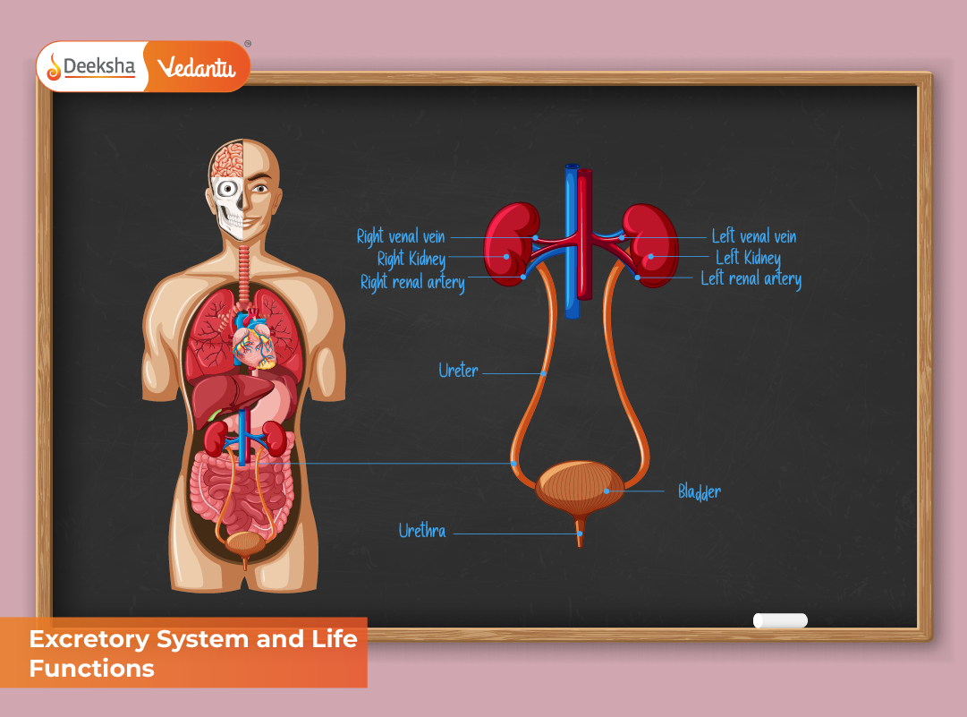 Excretory System and Life Functions Excretory System and Life Functions