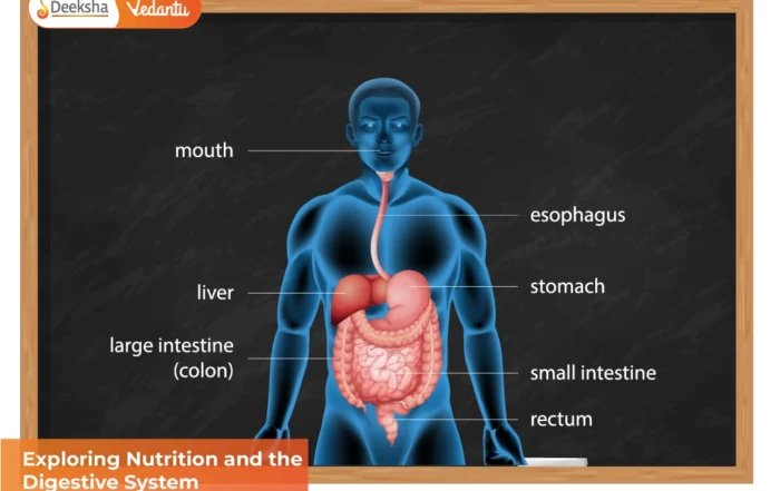 Exploring Nutrition and the Digestive System