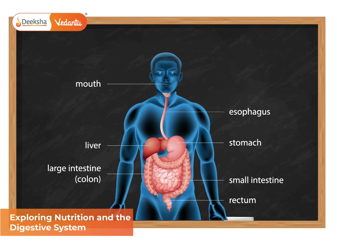 Exploring Nutrition and the Digestive System Exploring Nutrition and the Digestive System