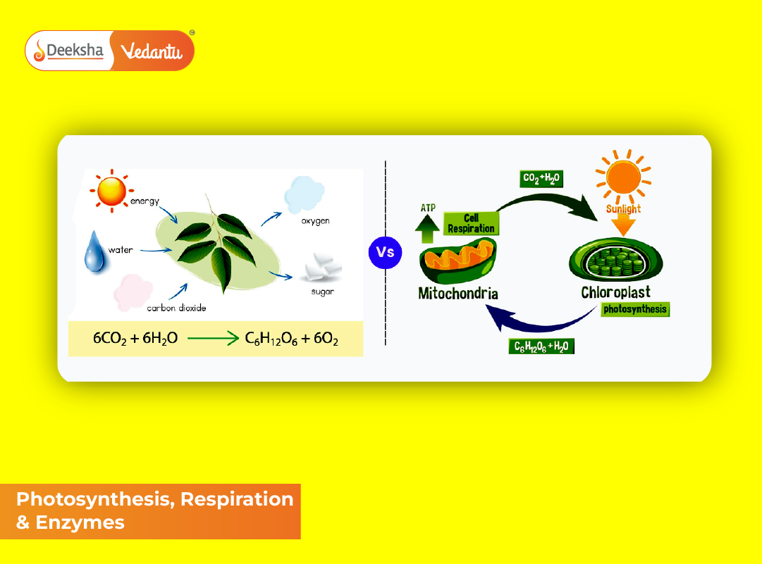 Photosynthesis, Respiration & Enzymes Photosynthesis, Respiration & Enzymes