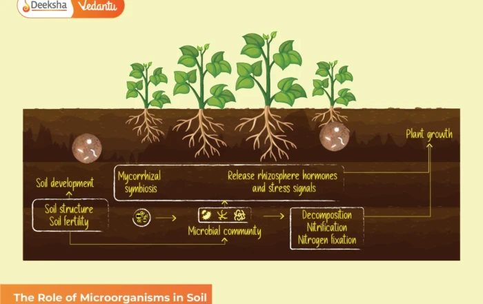 The Role of Microorganisms in Soil and Pollution