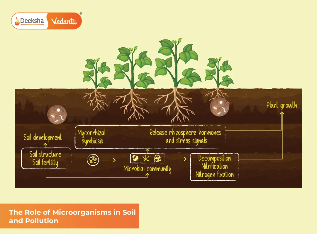 The Role of Microorganisms in Soil and Pollution