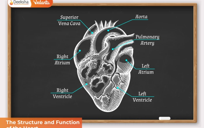 The Structure and Function of the Heart