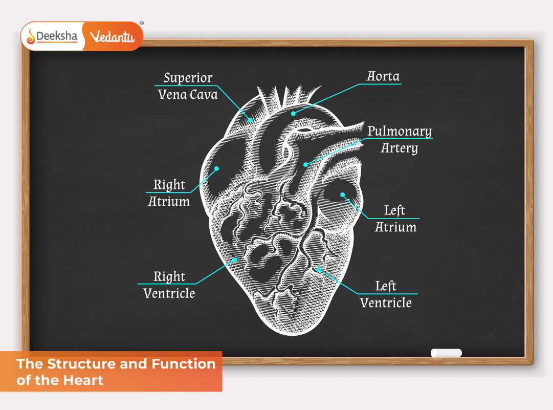 The Structure and Function of the Heart