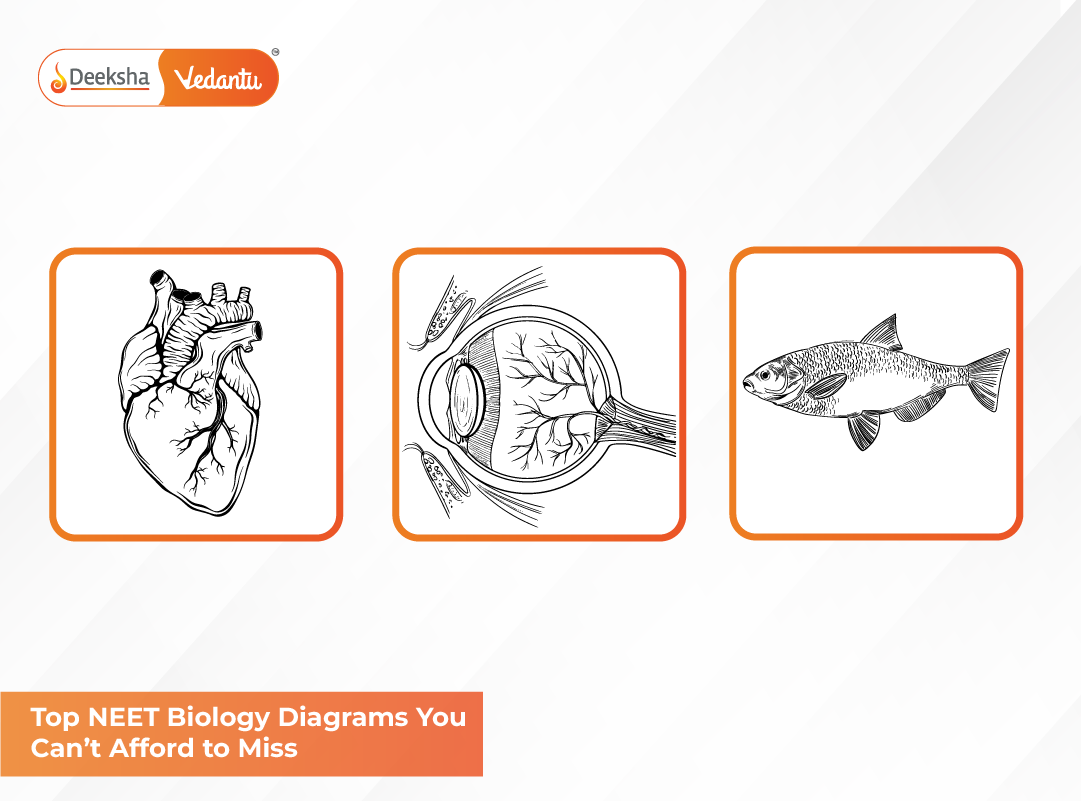 Top NEET Biology Diagrams You Can’t Afford to Miss