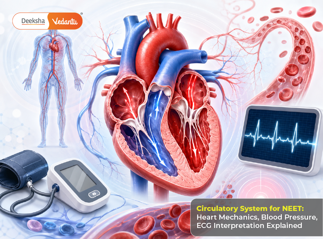 Circulatory System for NEET Heart Mechanics, Blood Pressure, ECG Interpretation Explained