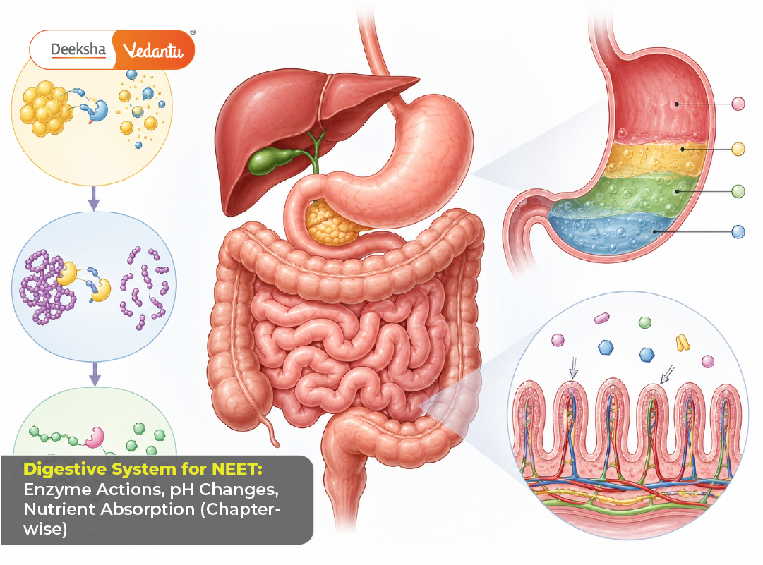 Digestive System for NEET Enzyme Actions, pH Changes, Nutrient Absorption (Chapter-wise)