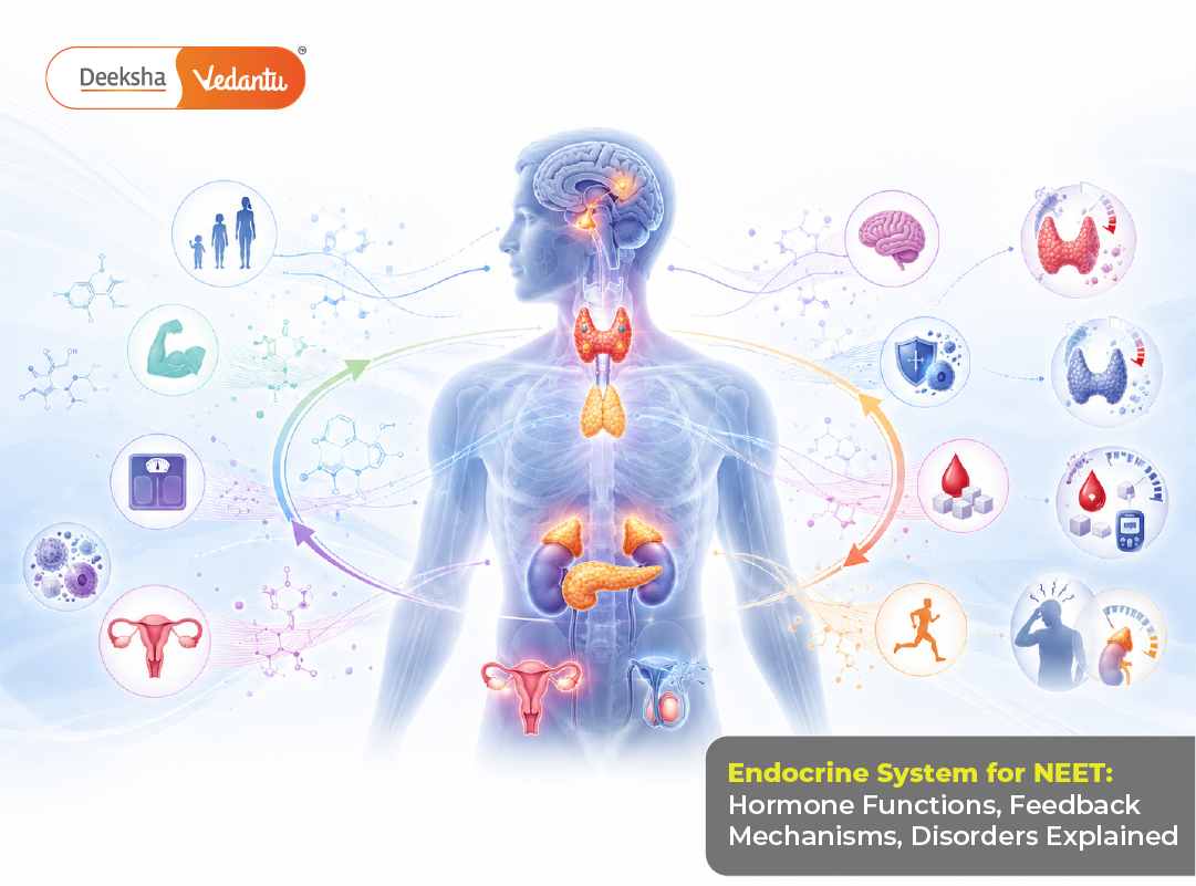 Endocrine System for NEET Hormone Functions, Feedback Mechanisms, Disorders Explained