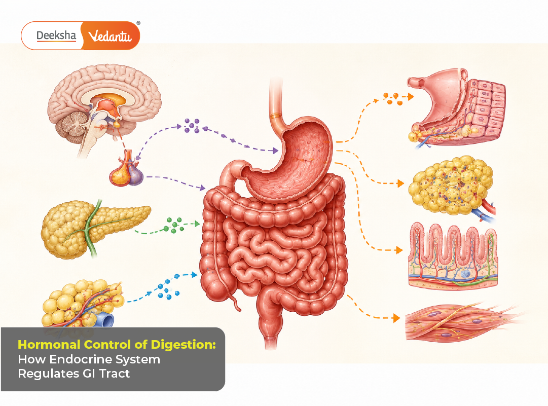 Hormonal Control of Digestion How Endocrine System Regulates GI Tract