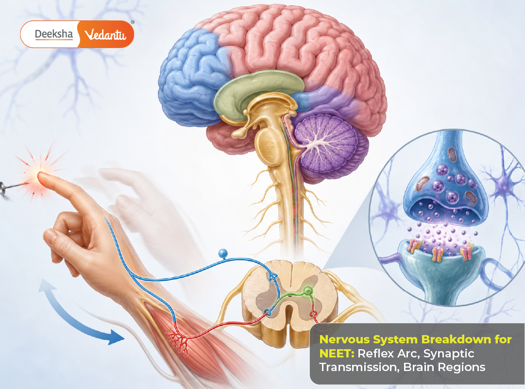 Nervous System Breakdown for NEET Reflex Arc, Synaptic Transmission, Brain Regions
