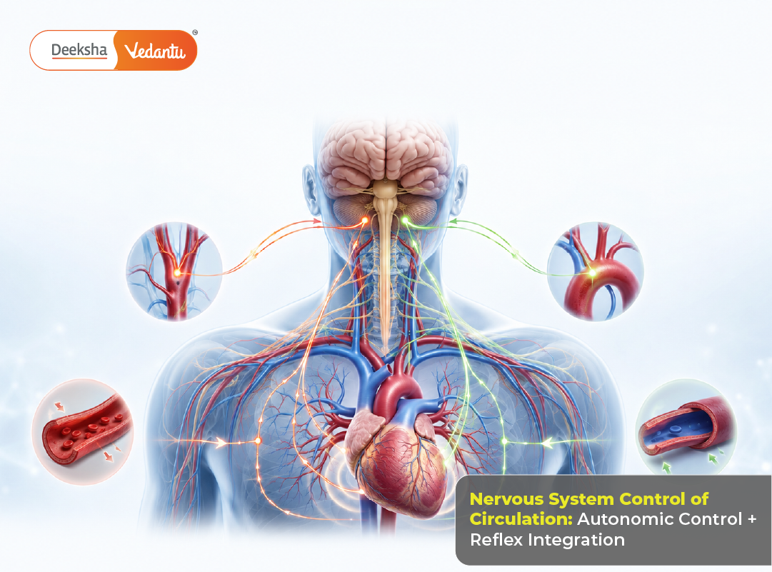 Nervous System Control of Circulation Autonomic Control + Reflex Integration