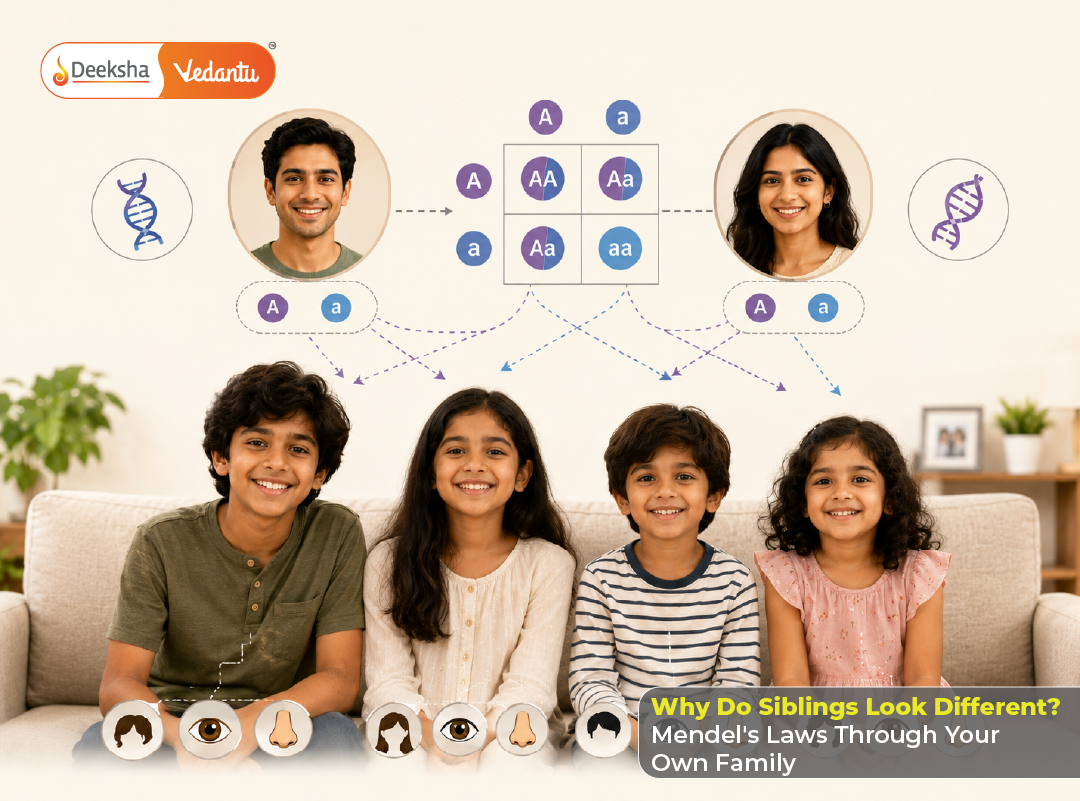 Why Do Siblings Look Different? Mendel's Laws Through Your Own Family