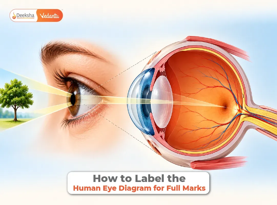 How to Label the Human Eye Diagram for Full Marks