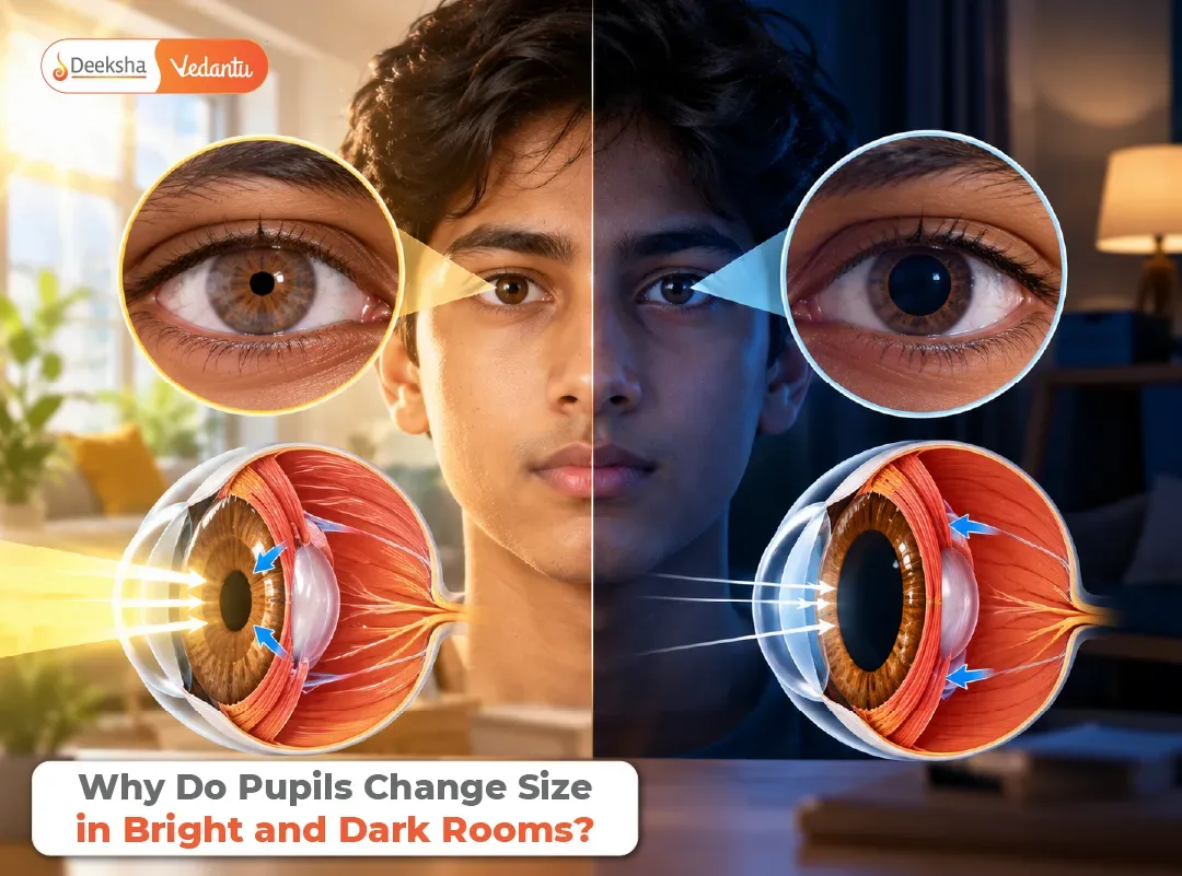 Why Do Pupils Change Size in Bright and Dark Rooms